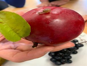 Ochutnávka podzimního ovoce